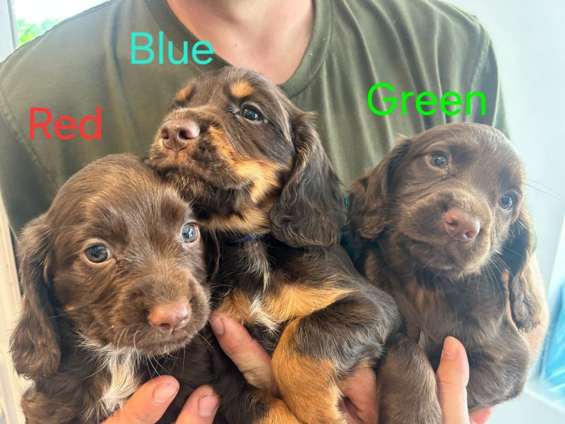 KC Registered Working Cocker Spaniel Puppies