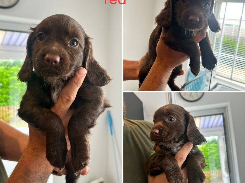 KC Registered Working Cocker Spaniel Puppies