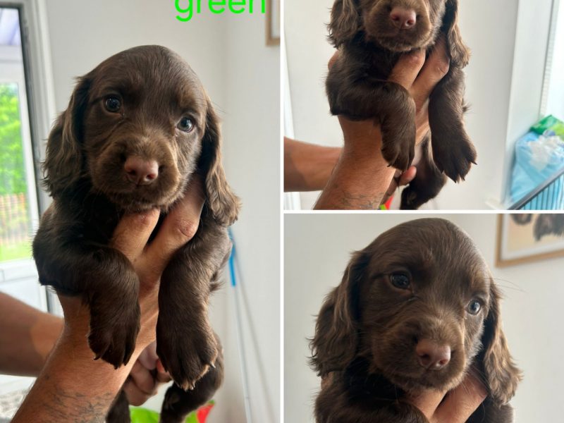 KC Registered Working Cocker Spaniel Puppies