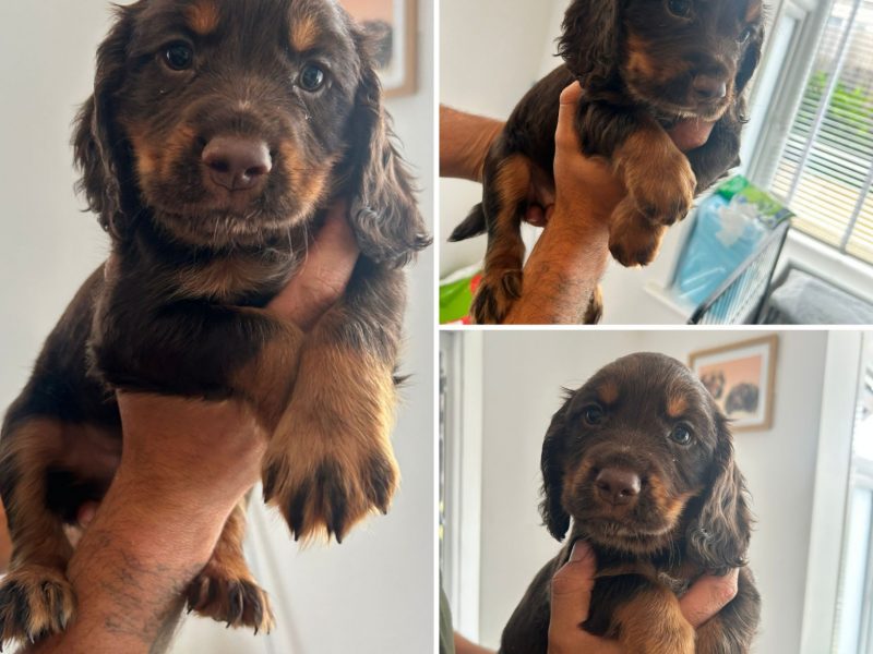 KC Registered Working Cocker Spaniel Puppies