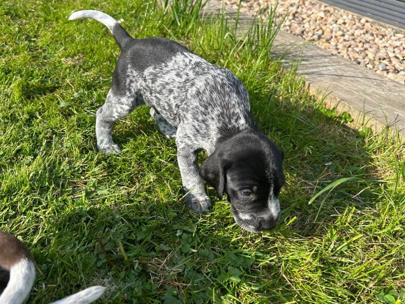 German Shorthair Pointer KC registered