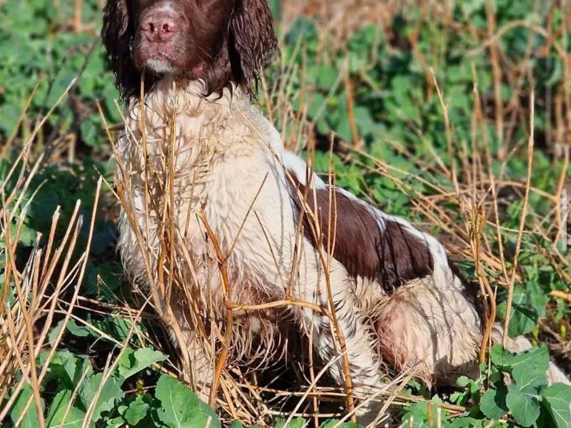 Working Sprocker Spaniels