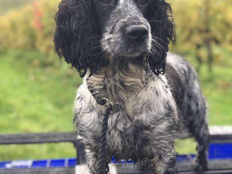 Working Sprocker Spaniels