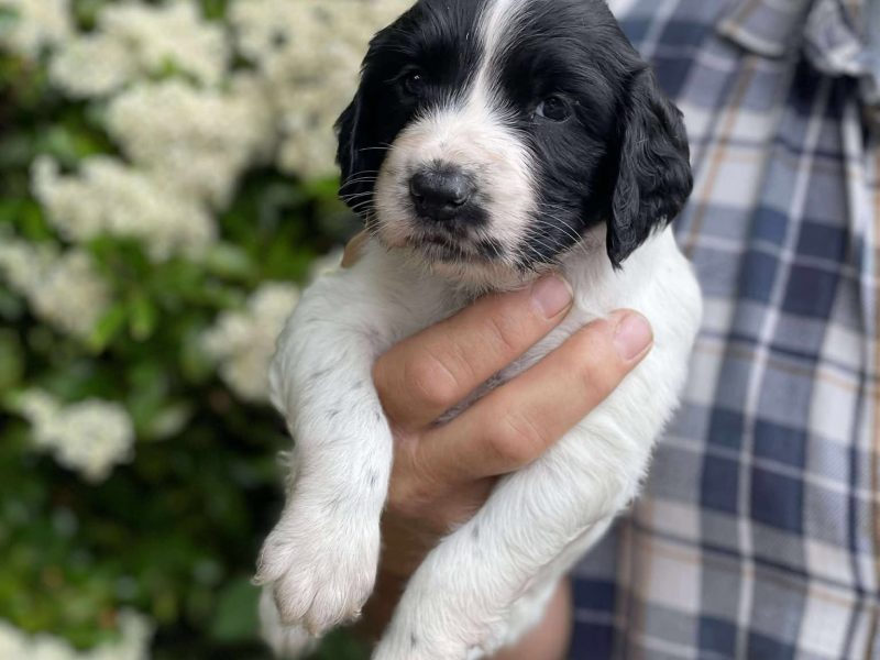 Working Sprocker Spaniels