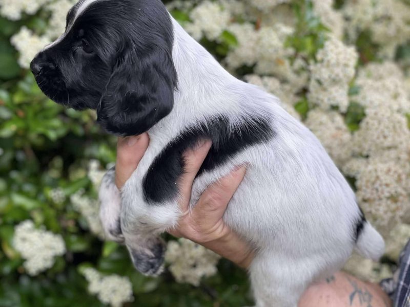 Working Sprocker Spaniels