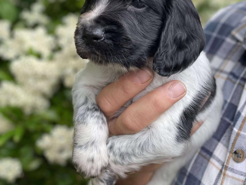 Working Sprocker Spaniels
