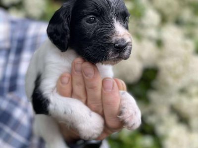 Working Sprocker Spaniels