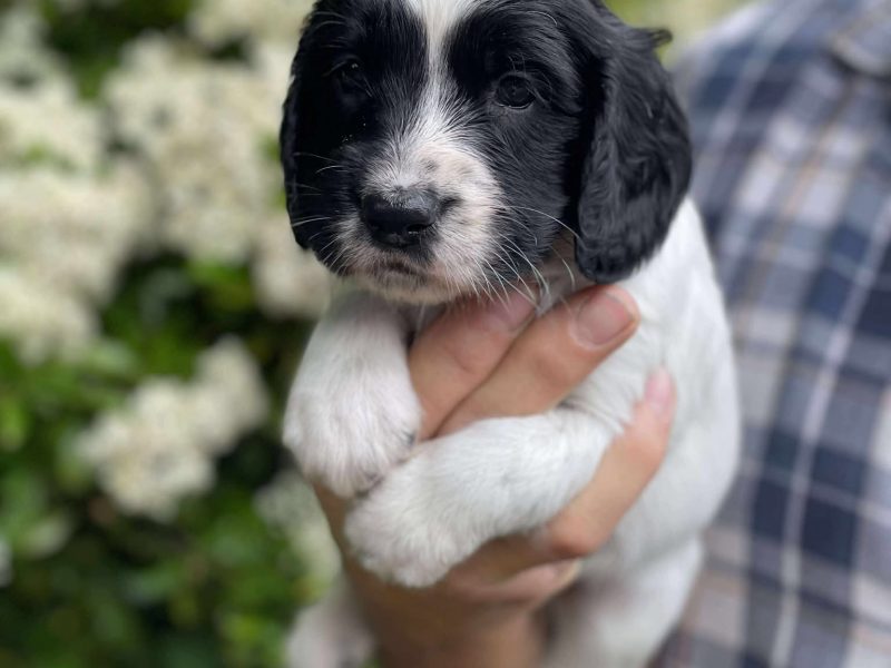 Working Sprocker Spaniels