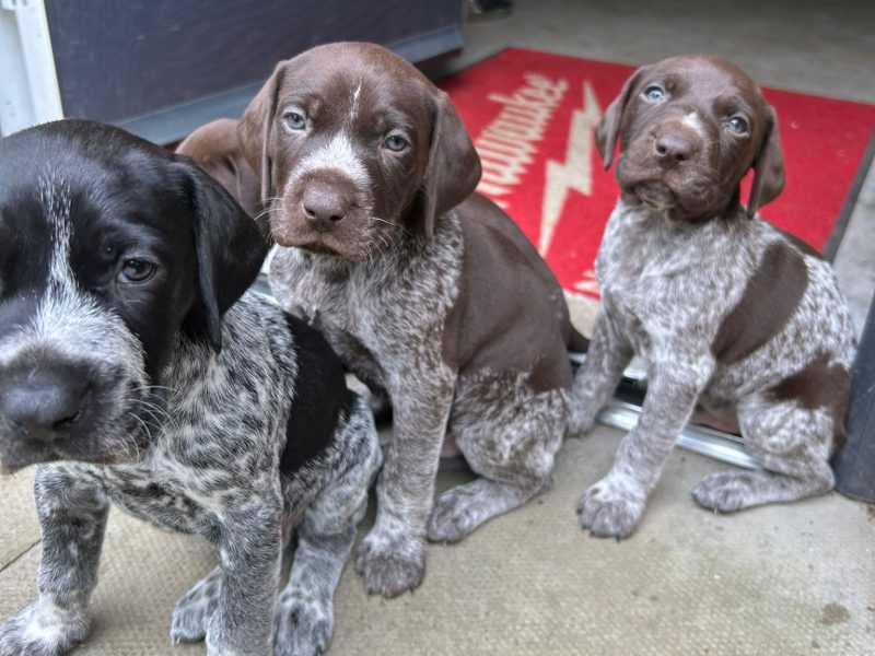German Shorthair Pointer KC registered