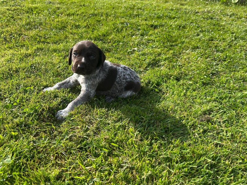 German Shorthair Pointer KC registered