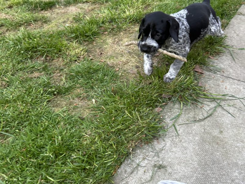 German Shorthair Pointer KC registered