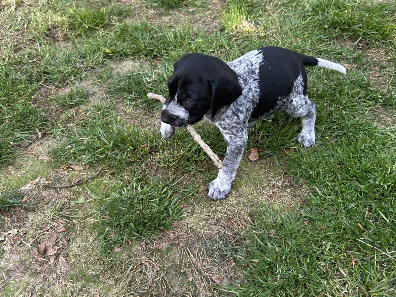 German Shorthair Pointer KC registered