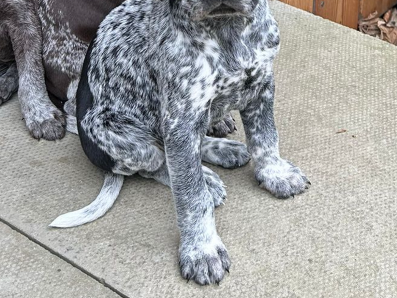 German Shorthair Pointer KC registered