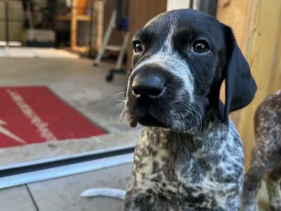 German Shorthair Pointer KC registered