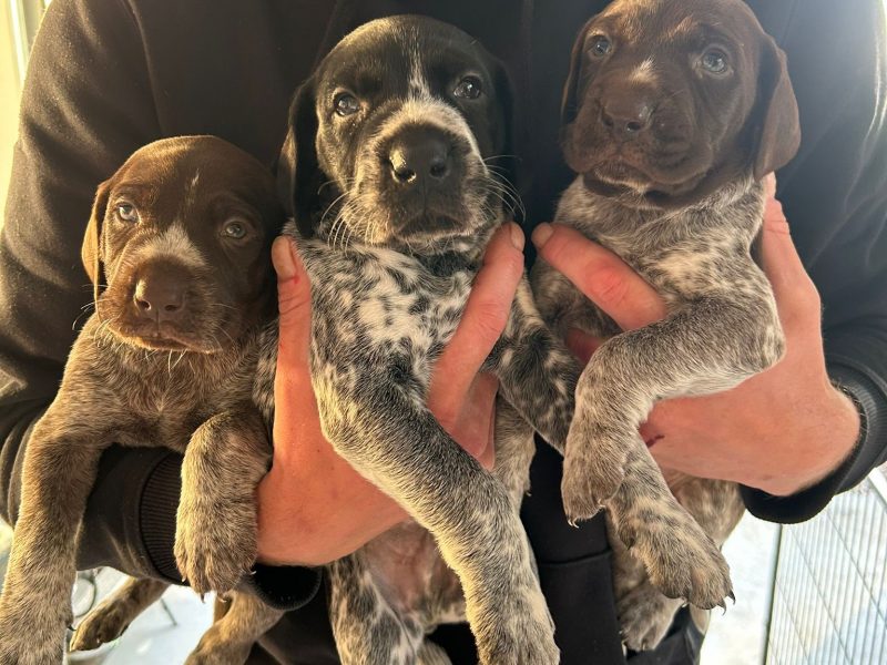 German Shorthair Pointer KC registered