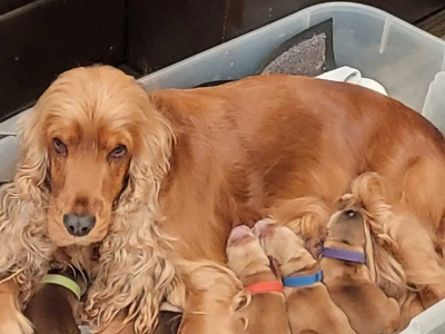 Working cocker spaniel puppies