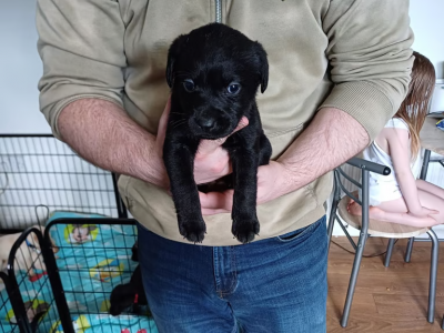 black labrador retriever pups
