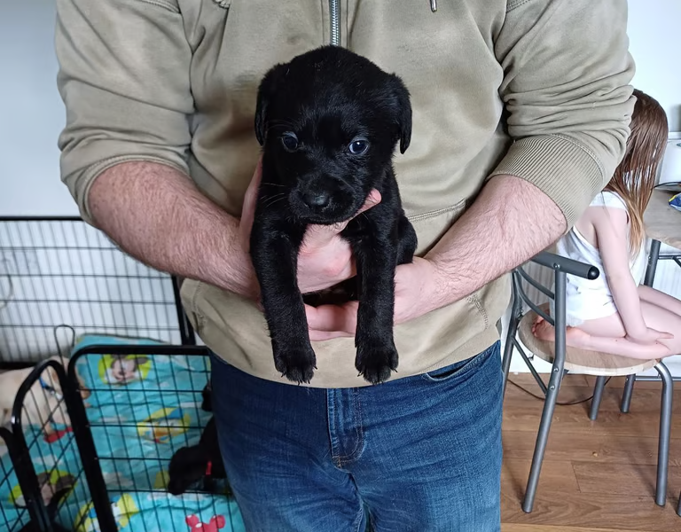 black labrador retriever pups