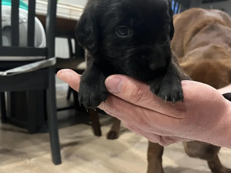 black labrador retriever pups