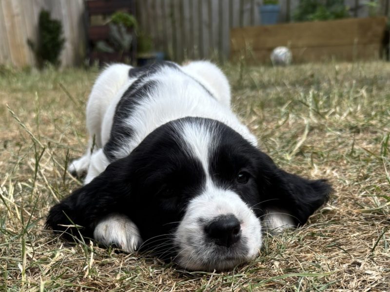 Gorgeous KC Registered Springer Spaniel Puppies