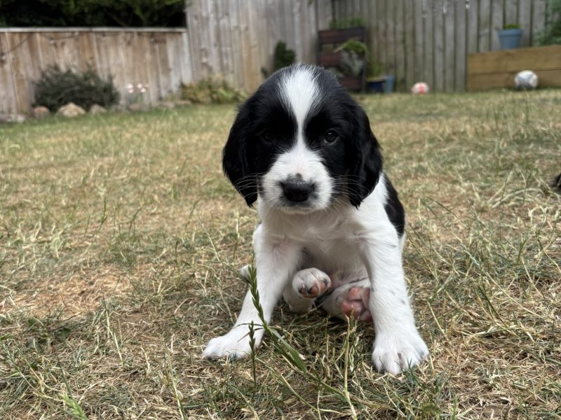 Gorgeous KC Registered Springer Spaniel Puppies
