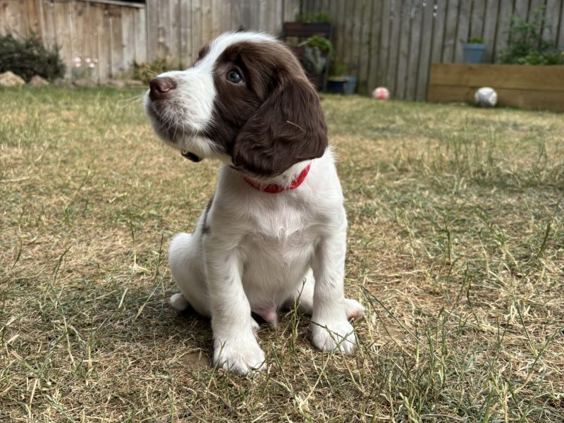 Gorgeous KC Registered Springer Spaniel Puppies