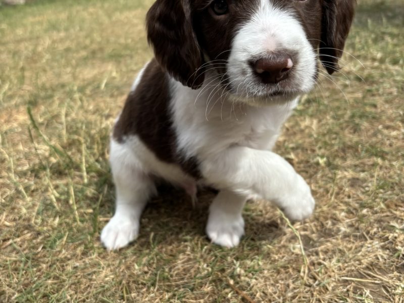 Gorgeous KC Registered Springer Spaniel Puppies