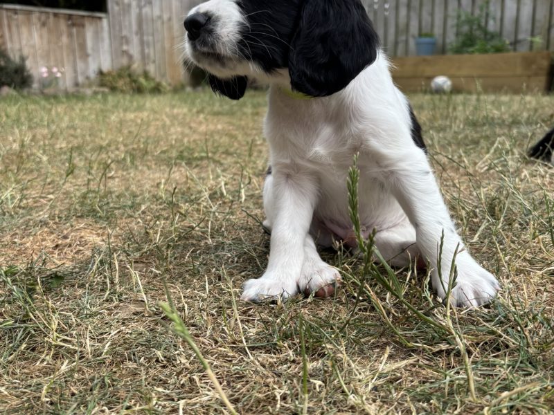Gorgeous KC Registered Springer Spaniel Puppies