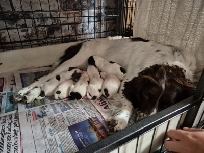 Working English springer spaniel puppies