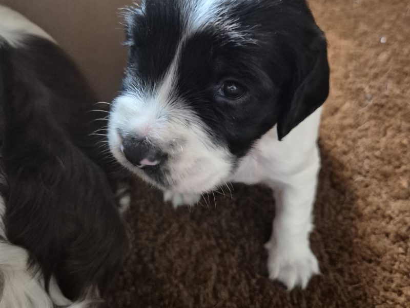 Working English springer spaniel puppies