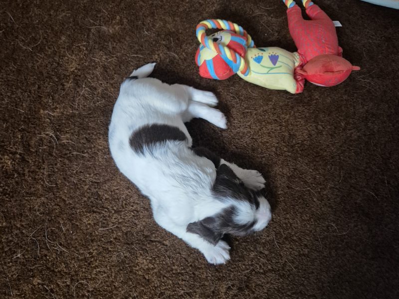 Working English springer spaniel puppies