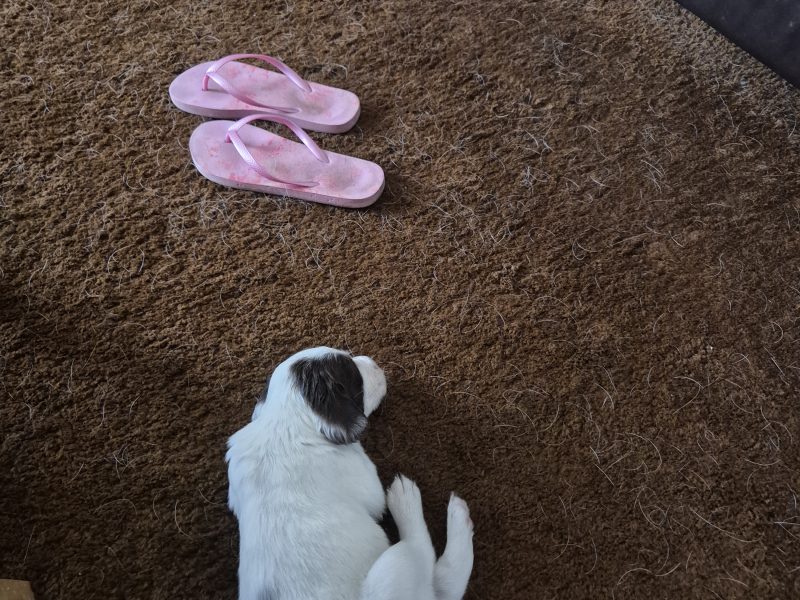 Working English springer spaniel puppies