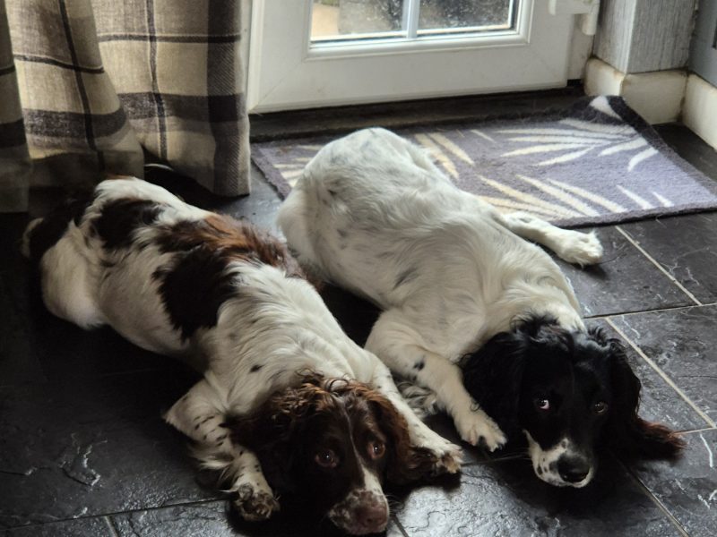 Working English springer spaniel puppies