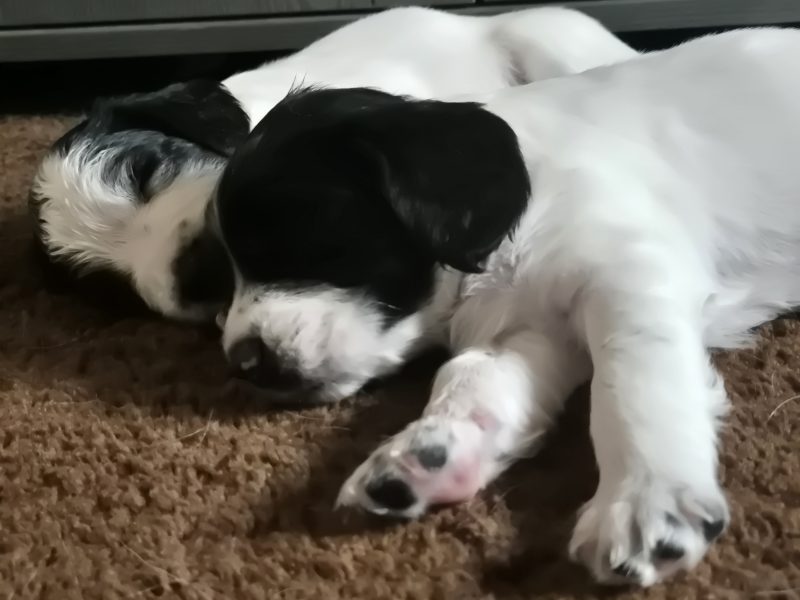 Working English springer spaniel puppies