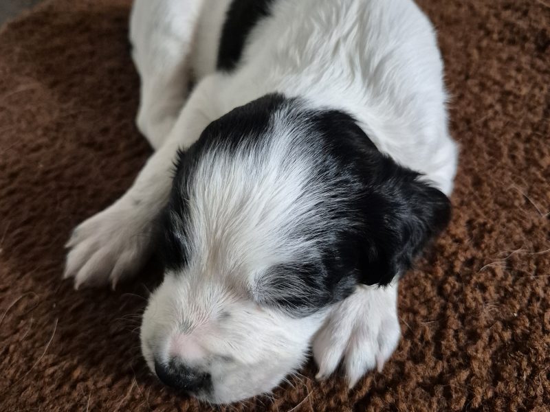 Working English springer spaniel puppies