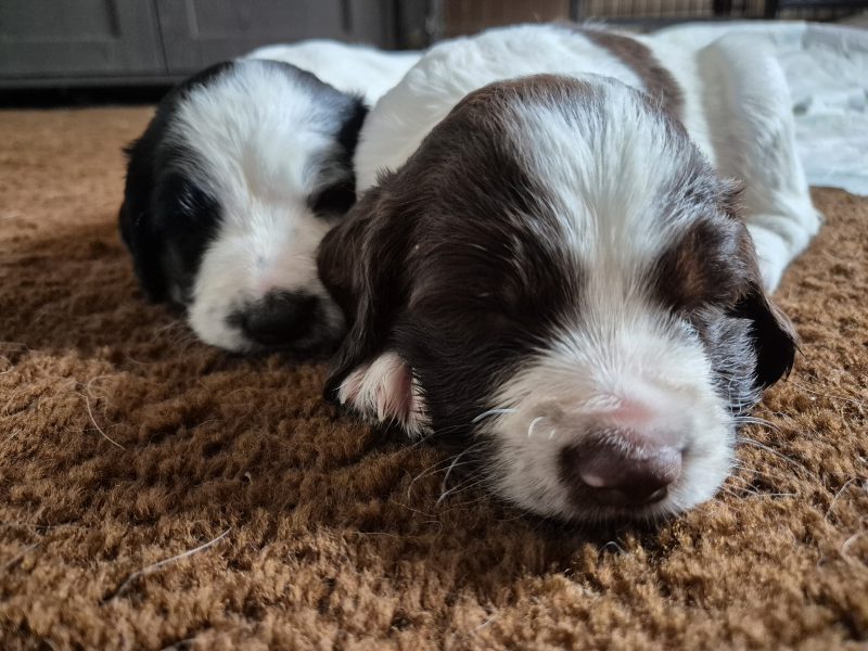 Working English springer spaniel puppies