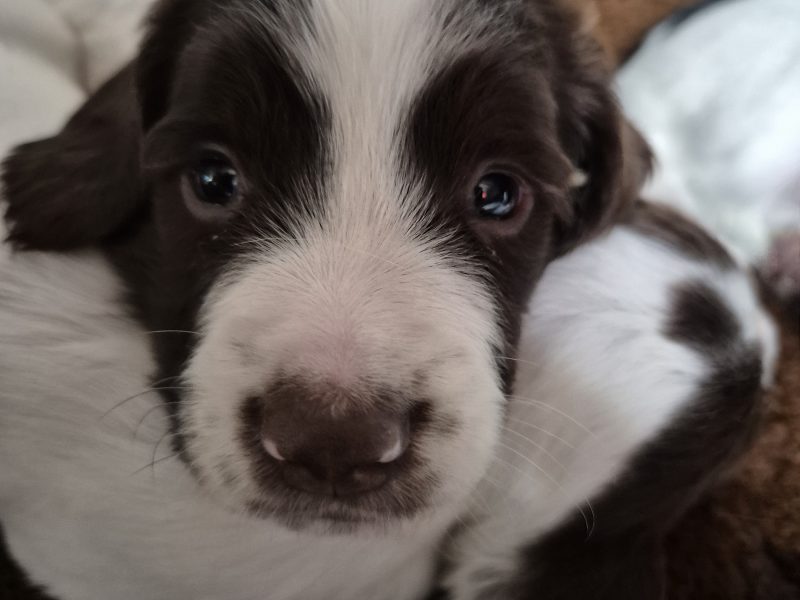 Working English springer spaniel puppies