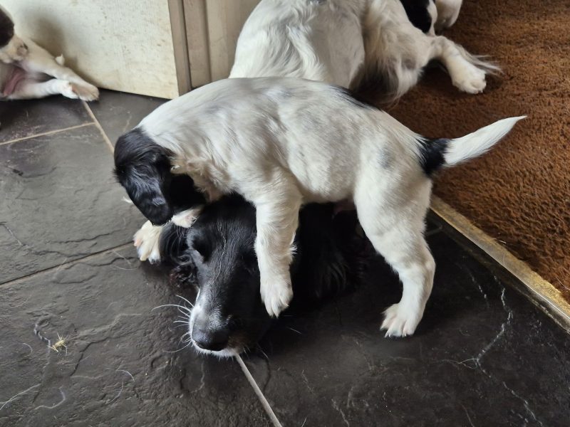 Working English springer spaniel puppies