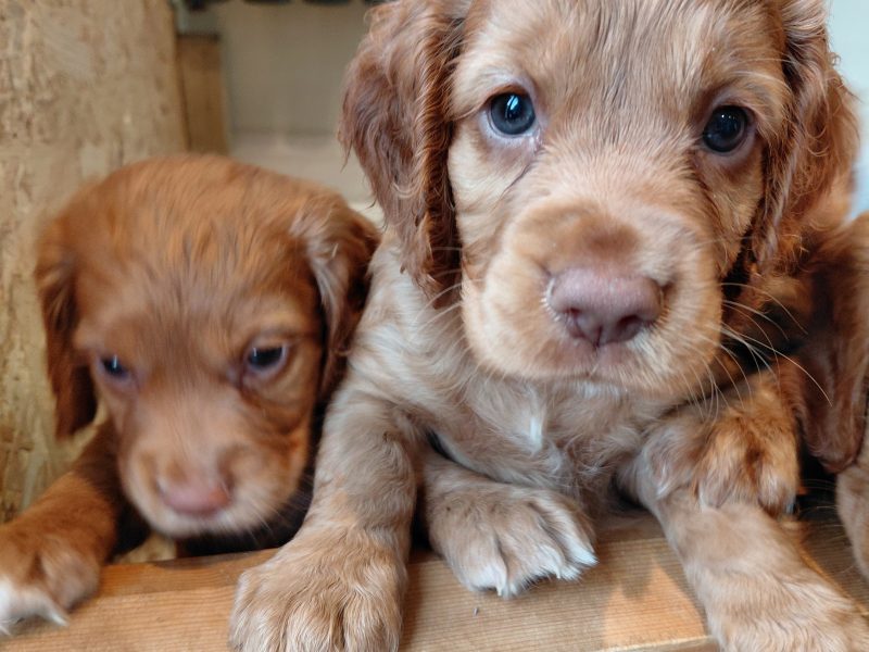Beautiful Red KC Registered Working Cocker Spaniel Puppies For Sale (Rytex Kennels Bloodline. ALL SOLD