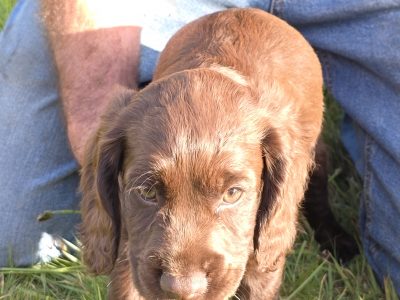 well bred working cocker spaniel pups for sale KC registered ALL SOLD