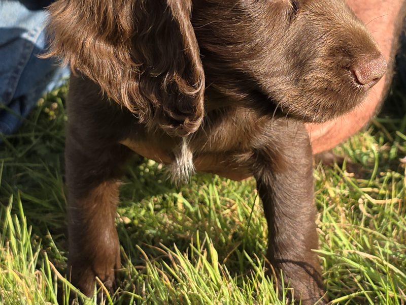 well bred working cocker spaniel pups for sale KC registered ALL SOLD