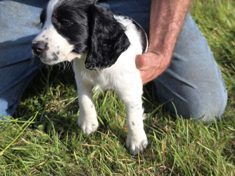 well bred working cocker spaniel pups for sale KC registered ALL SOLD
