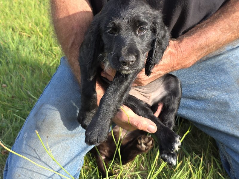 well bred working cocker spaniel pups for sale KC registered ALL SOLD