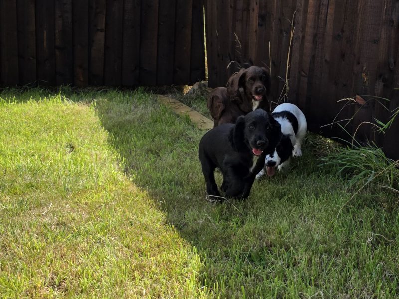 well bred working cocker spaniel pups for sale KC registered ALL SOLD