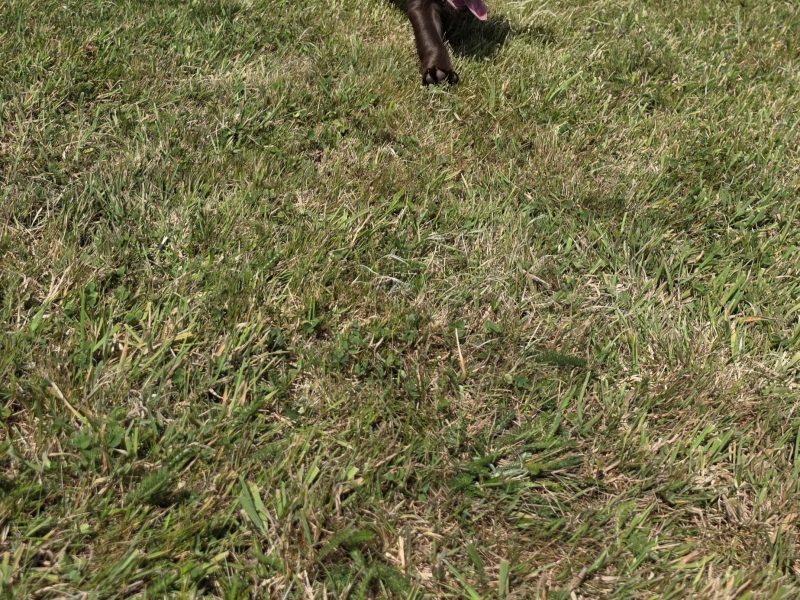 well bred working cocker spaniel pups for sale KC registered ALL SOLD