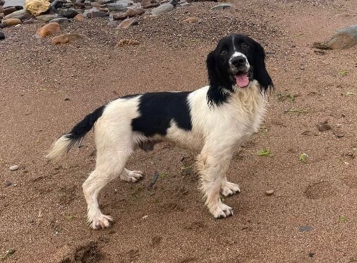 Gorgeous KC Registered Springer Spaniel Puppies