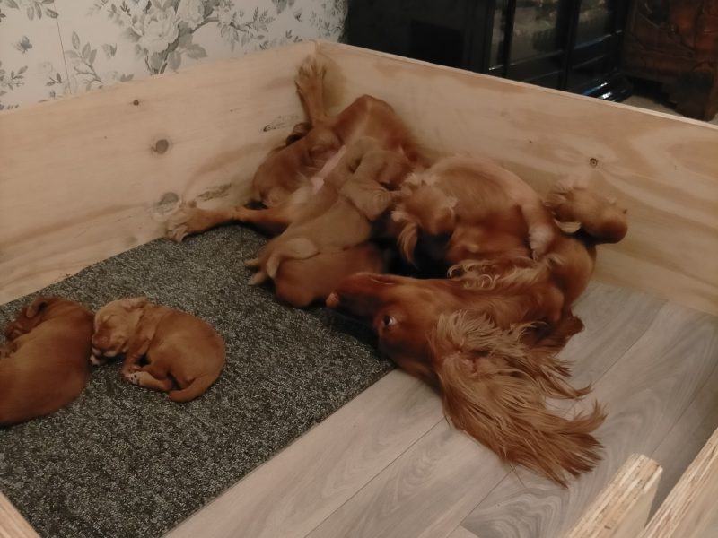 Beautiful Red KC Registered Working Cocker Spaniel Puppies For Sale (Rytex Kennels Bloodline. ALL SOLD