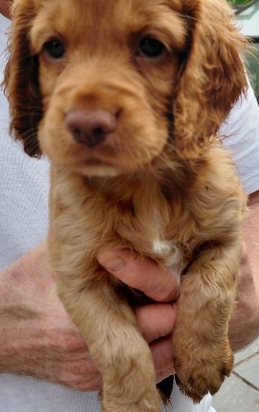 Beautiful Red KC Registered Working Cocker Spaniel Puppies For Sale (Rytex Kennels Bloodline. ALL SOLD
