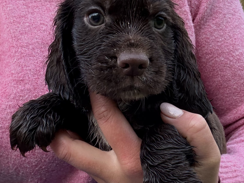 Working Cocker Spaniel Puppies