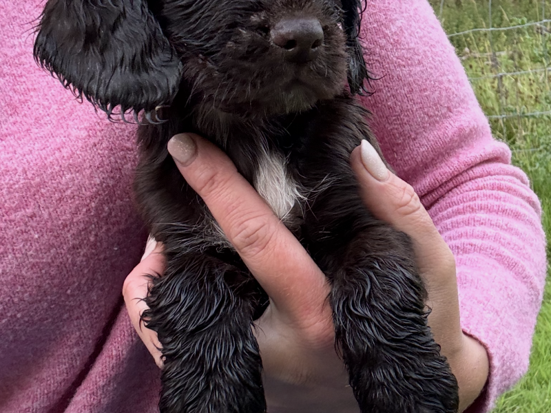 Working Cocker Spaniel Puppies
